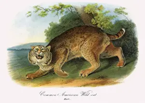 Flashes: American Wild Cat