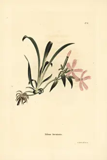 Incarnata: American wild pink, Silene caroliniana subsp. pensylvanica