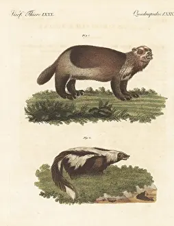 Glutton: American wolverine and striped skunk