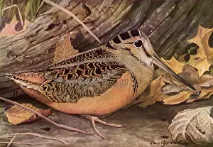 Woodcock: American Woodcock