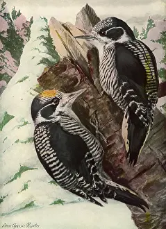 Agassiz: American Woodpecker