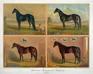 C1876: Americas renowned stallions