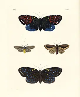 Noctua: Amesia sanguiflua and milkweed tiger moth