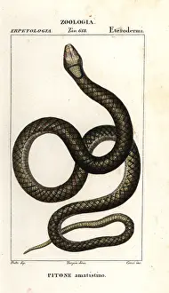 Caecilia: Amethystine python, Simalia amethistina