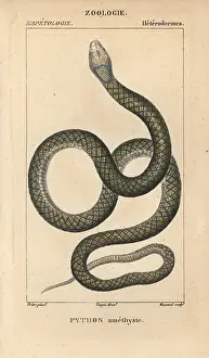Morelia: Amethystine or scrub python, Morelia amethistina