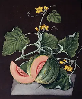 Juicy: Amicua melon