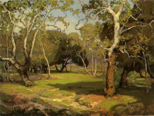 Oaks: Amidst the Cool and Silence