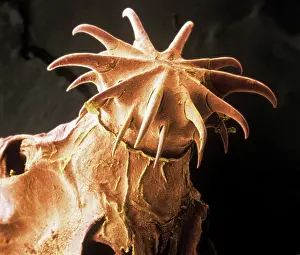 Attachment: Amirthalingamia macracantha, tapeworm