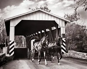 Amish: Amish Buggy Drawn by Pair of Horses Passing under