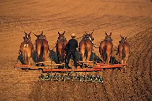 Rwn001: Amish Farmer Cultivating with Team of Six Mules