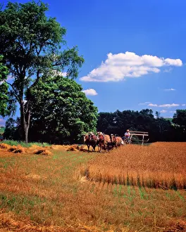 Becks: Amish Farmer Cutting Hay Crop with Four Belgian