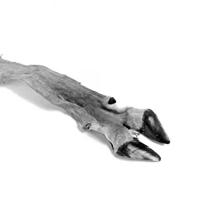 Hoof: Ammodorcas clarkei, Clark's gazelle