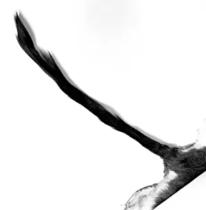 Gazelle: Ammodorcas clarkei, Clark's gazelle