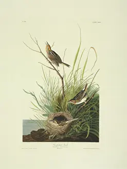 Emberizidae: Ammodramus caudacutus, saltmarsh sharp-tailed sparrow