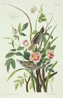 Ammodramus maritimus, seaside sparrow