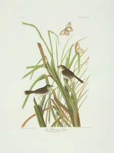Maritimus: Ammodramus maritimus, seaside sparrow