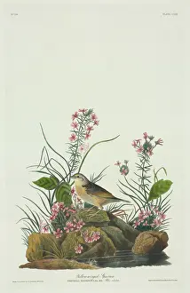 Grasshopper: Ammodramus savannarum, grasshopper sparrow