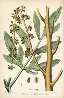 Hanhart: Ammoniacum, Dorema ammoniacum
