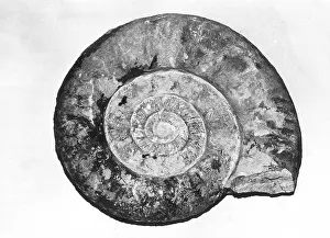 Cephalopods: Ammonite