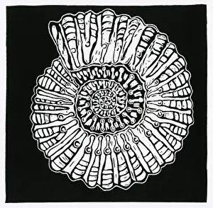 Cuts: Ammonite