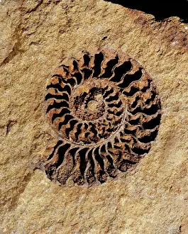 Coil: Ammonite internal cast