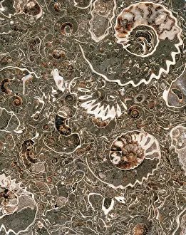 Lias: Ammonite marble