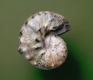 Pearly: Ammonite, scaphites nodosus