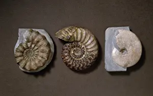 Coil: Ammonite selection