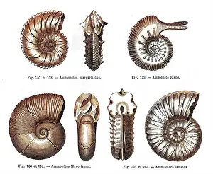 Cephalopods: Four ammonites