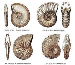 Cephalopods: Ammonites