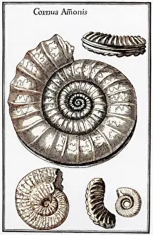 Cephalopods: Ammonites