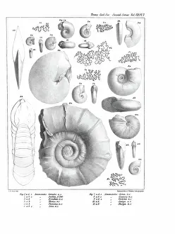 Hullmandel: Ammonites
