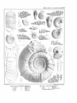 Hullmandel: Ammonites