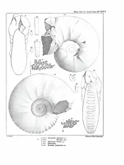 Hullmandel: Ammonites