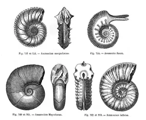 Shelled: Four ammonites