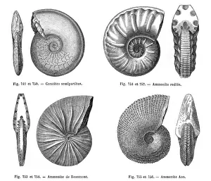 Shelled: Ammonites