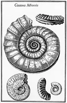 Shelled: Ammonites