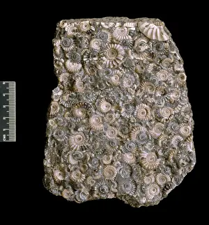 Eoderocerataceae: Ammonites