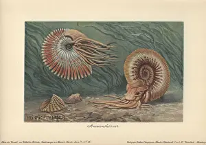 Ammonites: Ammonites, extinct group of marine animals