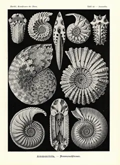 Glitsch: Ammonitida or extinct fossil ammonites