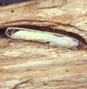Macquitty: Ammophila sp. sand wasp