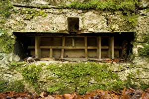 Brule: Ammunition rack, Bavarian trench, Brule Woods, France
