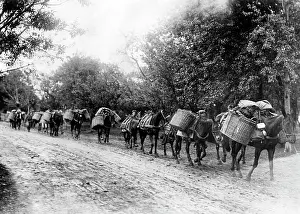 Mules: Ammunition train in Galicia, 1915
