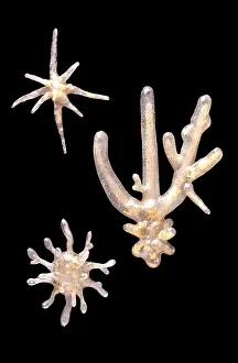 Amphibia: Amoeba proteus, amoebae