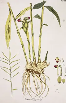 Spice: Amomum zingiber Linn. ginger