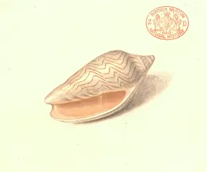 Volute: Amoria undulata, wavy volute