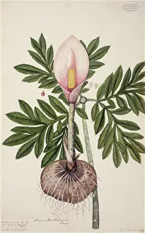 Fleming: Amorphophallus bulbifer, voodoo lily
