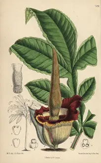 Amorphophallus: Amorphophallus eichleri, voodoo lily native