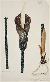 Fleming: Amorphophallus muelleri