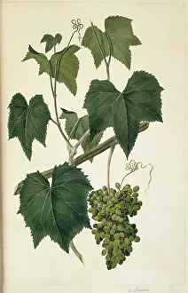 Vitaceae: Ampelocissus arachnoidea